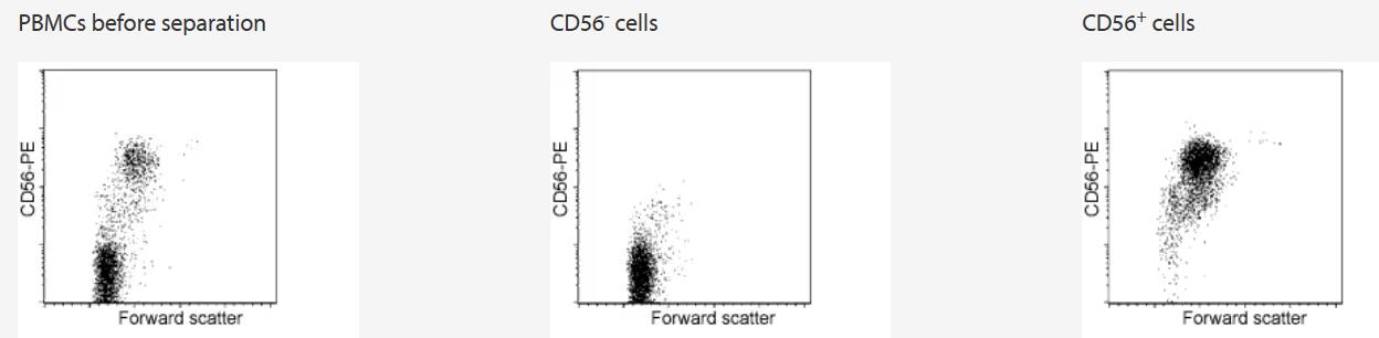 Separation of CD56+ cells from rhesus monkey PBMCs using CD56 MicroBeads, a MiniMACS Separator, and an MS Column.